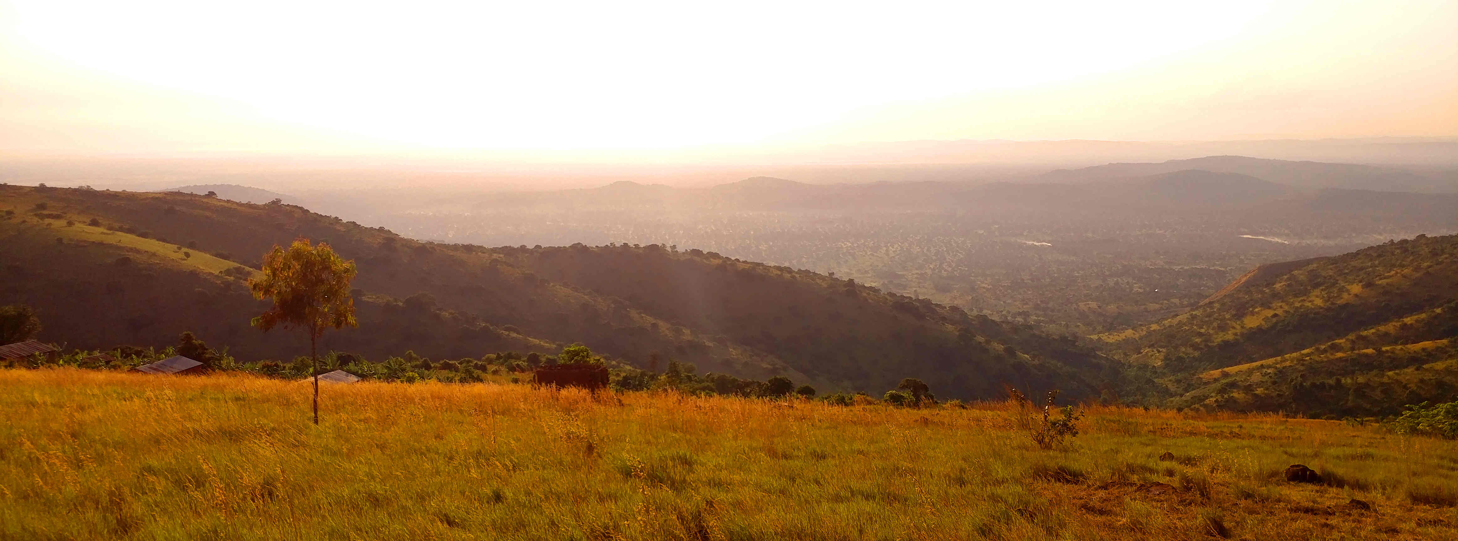 The view from a Hill over the planted forests